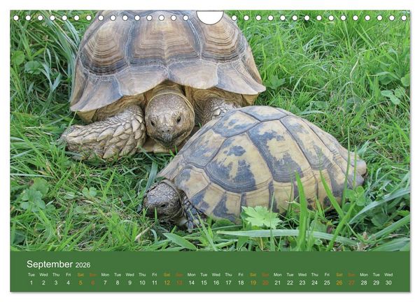 Produktbild: African spurred tortoises (Wall Calendar 2026 DIN A4 landscape), CALVENDO 12 Month Wall Calendar
