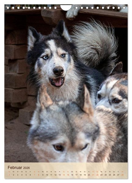 Produktbild: Im Husky-Rudel (Wandkalender 2026 DIN A4 hoch), CALVENDO Monatskalender