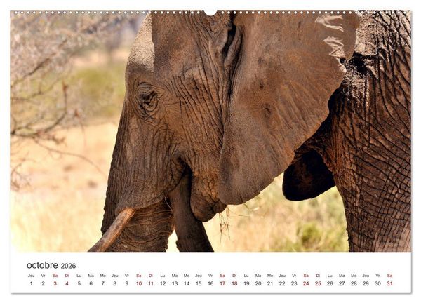 Produktbild: &Eacute;l&eacute;phants en Afrique (Calendrier mural 2026 DIN A2 vertical) calendrier de bureau