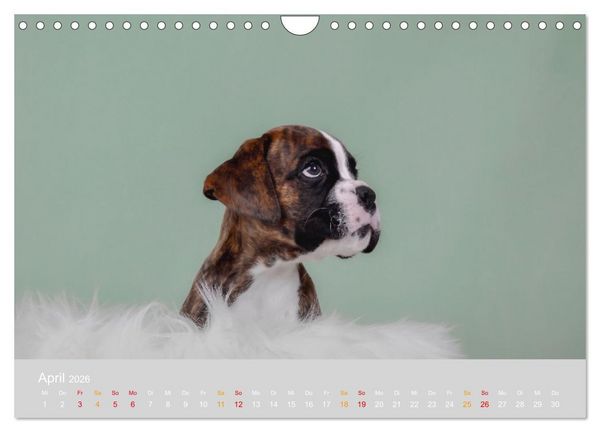 Produktbild: Boxer Welpen einfach zuckers&uuml;&szlig; (Wandkalender 2026 DIN A4 quer), CALVENDO Monatskalender