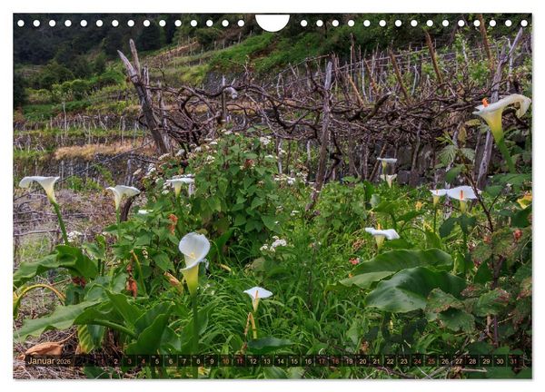 Produktbild: Madeira, Insel zwischen Himmel und Meer (Wandkalender 2026 DIN A4 quer), CALVENDO Monatskalender