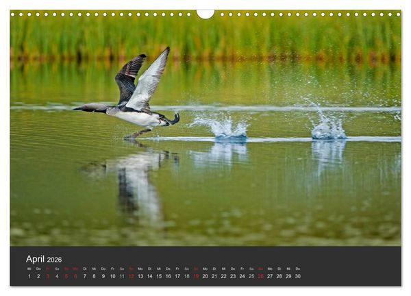 Produktbild: V&ouml;gel im Norden Europas (Wandkalender 2026 DIN A3 quer), CALVENDO Monatskalender