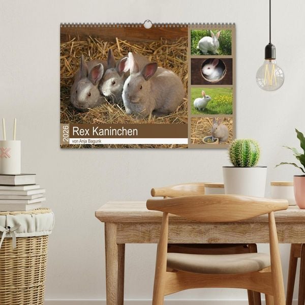 Produktbild: Rex - Kaninchen (Wandkalender 2026 DIN A3 quer), CALVENDO Monatskalender