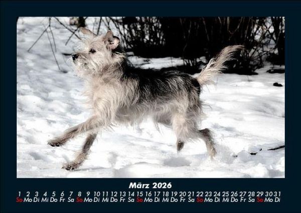 Produktbild: Der Hundekalender 2026 Fotokalender DIN A5