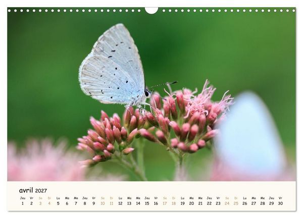 Produktbild: Les voisins du jardin - Une ann&eacute;e de rencontres (Calendrier mural 2027 DIN A3 vertical), CALVENDO calendrier mensuel