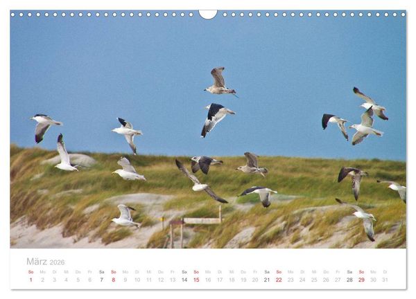 Produktbild: Sylt im Herbst (Wandkalender 2026 DIN A3 quer), CALVENDO Monatskalender