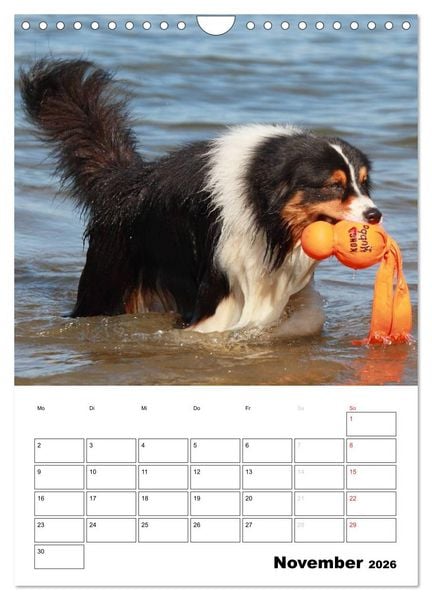Produktbild: Australian Shepherd (Wandkalender 2026 DIN A4 hoch), CALVENDO Monatskalender