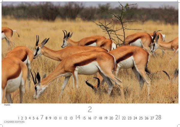 Produktbild: Kenia & Serengheti Kalender 2027 &ndash; Wandkalender | Fotokalender Afrika 35x50cm &ndash; Wundersch&ouml;ne Tierkalender- und Naturschutzfotos.