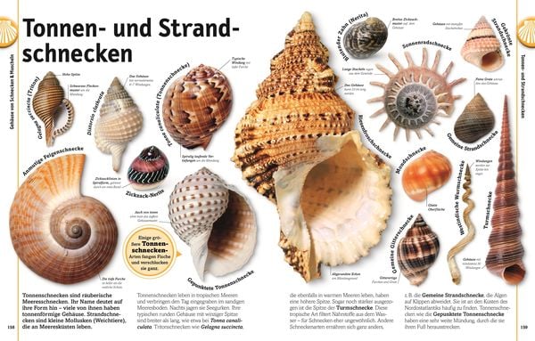 Produktbild: Unsere Welt in 1000 Bildern. Steine
