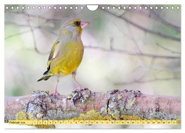 Produktbild: Gefiederte Gesellen - V&ouml;gel aus Wald und Garten (Wandkalender 2026 DIN A4 quer), CALVENDO Monatskalender