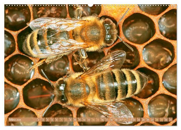 Produktbild: Der Imker: Leidenschaft f&uuml;r die Bienen (hochwertiger Premium Wandkalender 2026 DIN A2 quer), Kunstdruck in Hochglanz