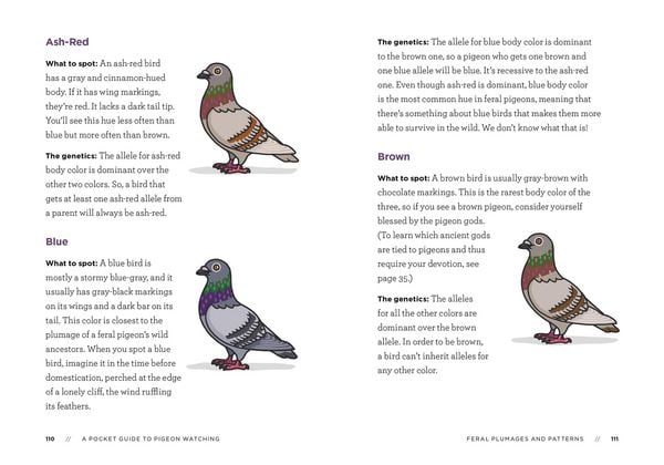 Produktbild: A Pocket Guide to Pigeon Watching