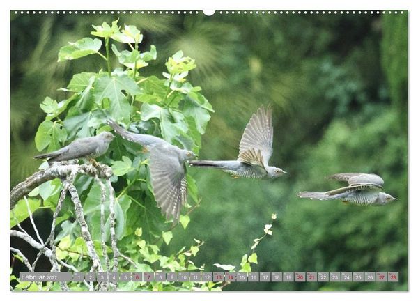 Produktbild: V&ouml;gel im Fluge - Ocells en vol (Wandkalender 2027 DIN A2 quer), CALVENDO Monatskalender
