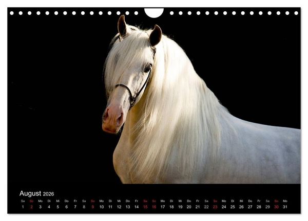 Produktbild: Spaniens stolze Pferde (Wandkalender 2026 DIN A4 quer), CALVENDO Monatskalender