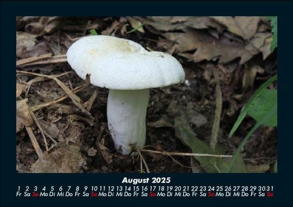 Produktbild: Pilzkalender 2025 Fotokalender DIN A5