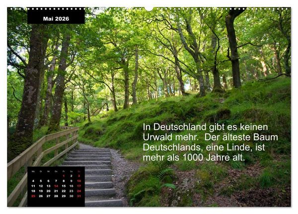 Produktbild: Schlaumeier-Kalender - Thema: Wald (Wandkalender 2026 DIN A2 quer), CALVENDO Monatskalender