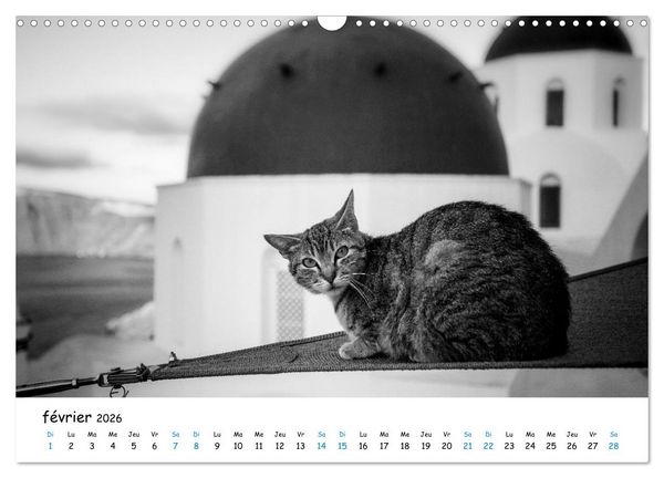 Produktbild: Chats de Santorin - Les princes d'Oia en noir et blanc (Calendrier mural 2026 DIN A3 vertical), CALVENDO calendrier mensuel