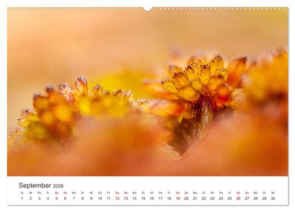 Produktbild: Naturjuwel Haspelmoor (Wandkalender 2026 DIN A2 quer), CALVENDO Monatskalender