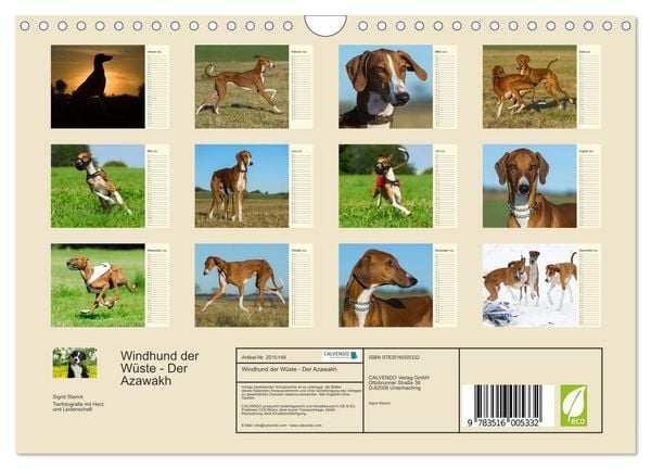 Produktbild: Windhund der W&uuml;ste - Der Azawakh (Wandkalender 2026 DIN A4 quer), CALVENDO Monatskalender