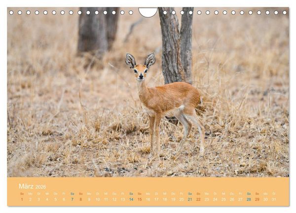 Produktbild: Antilopen, sch&ouml;n und schnell (Wandkalender 2026 DIN A4 quer), CALVENDO Monatskalender