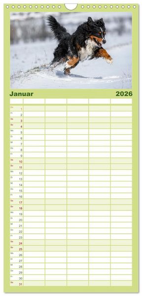 Produktbild: Familienplaner 2026 - Berner Sennenhunde - Traumhunde mit Charme mit 5 Spalten (Wandkalender, 21 x 45 cm) CALVENDO