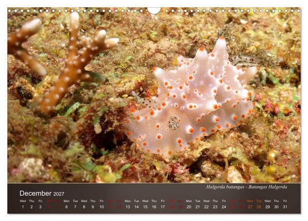 Produktbild: Nudibranchs on the ocean floor (Wall Calendar 2027 DIN A3 landscape), CALVENDO 12 Month Wall Calendar