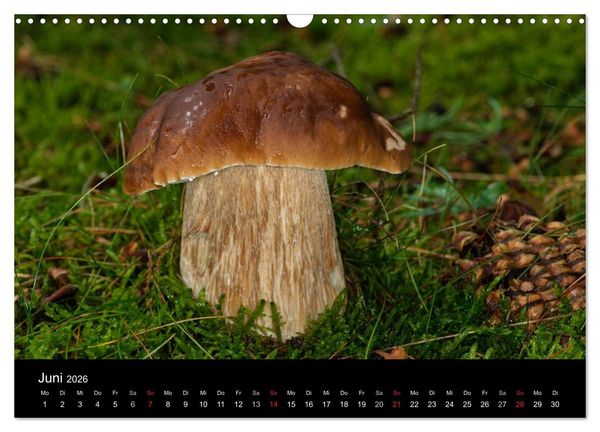 Produktbild: Pilze in Wald und Flur (Wandkalender 2026 DIN A3 quer), CALVENDO Monatskalender