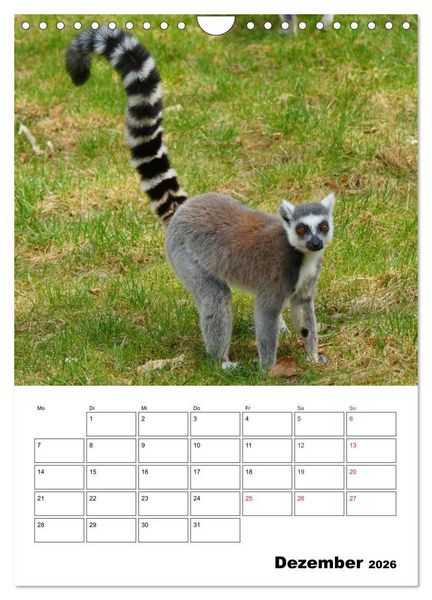 Produktbild: Katta Terminplaner (Wandkalender 2026 DIN A4 hoch), CALVENDO Monatskalender
