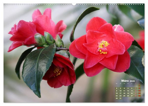 Produktbild: Kamelien - Bl&uuml;tensch&ouml;nheiten (hochwertiger Premium Wandkalender 2026 DIN A2 quer), Kunstdruck in Hochglanz