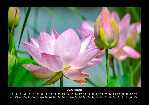 Produktbild: Blumentr&auml;ume 2026 Fotokalender DIN A3