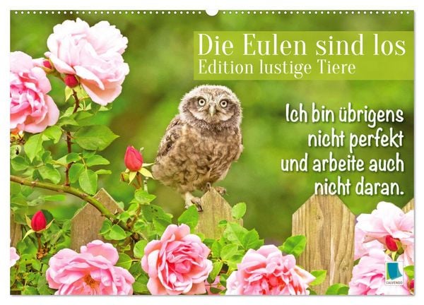 Produktbild: Die Eulen sind los: Edition lustige Tiere (Wandkalender 2026 DIN A2 quer), CALVENDO Monatskalender