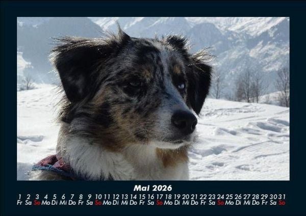 Produktbild: Hundezauber 2026 Fotokalender DIN A5