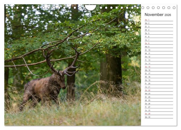 Produktbild: Emotionale Momente: Hirschbrunft. Part II. (Wandkalender 2026 DIN A4 quer), CALVENDO Monatskalender