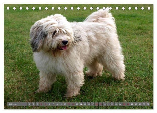 Produktbild: Tibet-Terrier - Eine Hunderasse mit Charakter (Tischkalender 2026 DIN A5 quer), CALVENDO Monatskalender