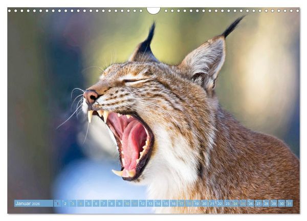 Produktbild: Dem Luchs auf der Spur (Wandkalender 2026 DIN A3 quer), CALVENDO Monatskalender