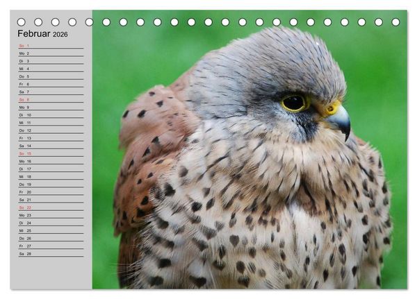 Produktbild: Falken und Greifv&ouml;gel - Edle J&auml;ger (Tischkalender 2026 DIN A5 quer), CALVENDO Monatskalender