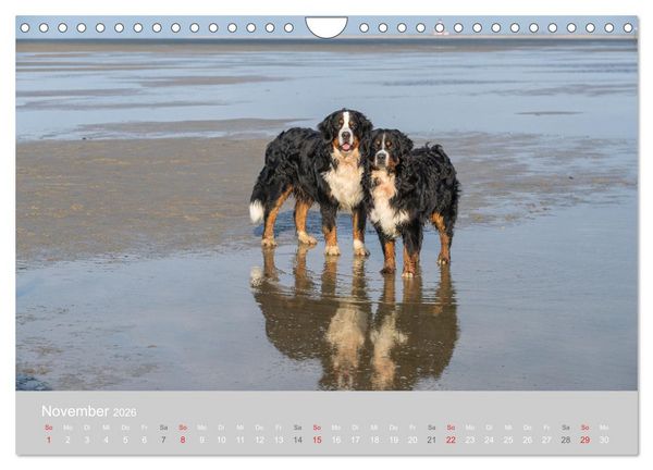 Produktbild: Liebling BERNER SENNENHUND (Wandkalender 2026 DIN A4 quer), CALVENDO Monatskalender