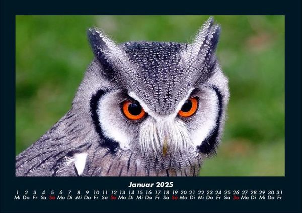 Produktbild: Vogelparadies 2025 Fotokalender DIN A4