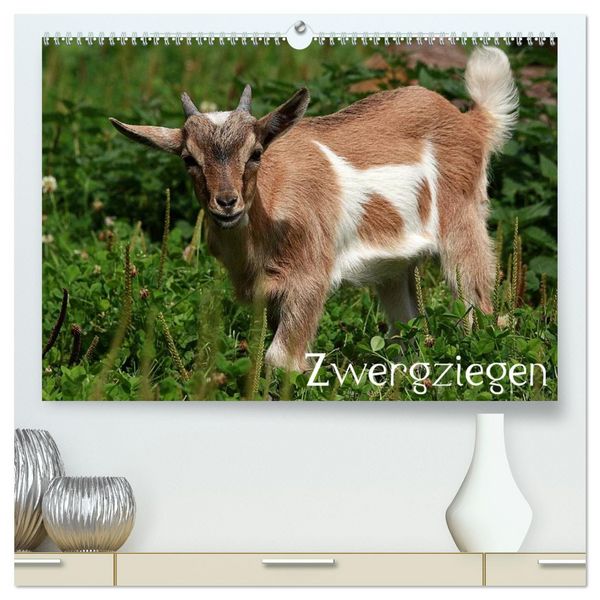 Zwergziegen (hochwertiger Premium Wandkalender 2026 DIN A2 quer), Kunstdruck in Hochglanz