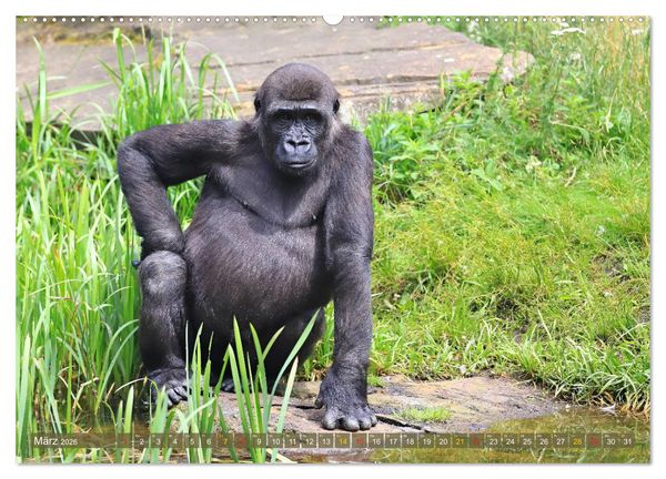 Produktbild: Flachlandgorillas in Apenheul (Wandkalender 2026 DIN A2 quer), CALVENDO Monatskalender