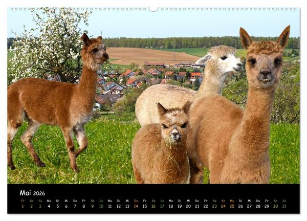 Produktbild: Alpakas zum Verlieben (hochwertiger Premium Wandkalender 2026 DIN A2 quer), Kunstdruck in Hochglanz