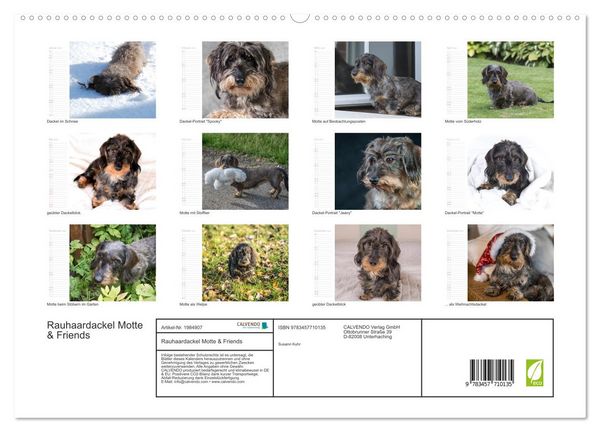 Produktbild: Rauhaardackel Motte & Friends (hochwertiger Premium Wandkalender 2026 DIN A2 quer), Kunstdruck in Hochglanz