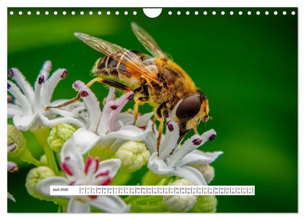 Produktbild: La vie de nos prairies - Les gu&ecirc;pes et les abeilles (Calendrier mural 2026 DIN A4 vertical), CALVENDO calendrier mensuel