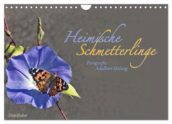 Produktbild: Heimische Schmetterlinge (Wandkalender 2026 DIN A4 quer), CALVENDO Monatskalender
