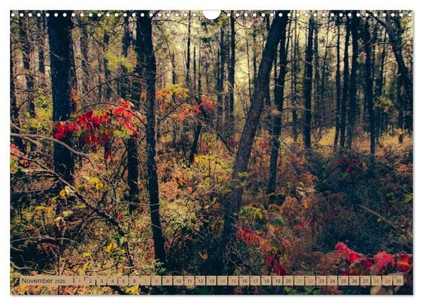 Produktbild: Wildwuchs 2026 (Wandkalender 2026 DIN A3 quer), CALVENDO Monatskalender