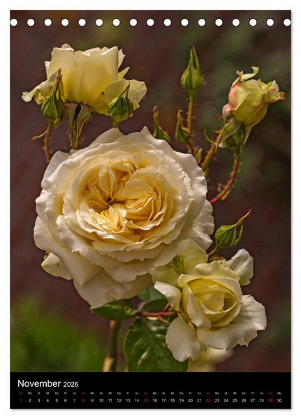 Produktbild: Zauberhafte Rosen (Tischkalender 2026 DIN A5 hoch), CALVENDO Monatskalender