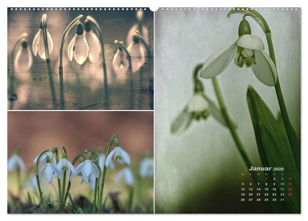 Produktbild: Blumenreise 2026 (hochwertiger Premium Wandkalender 2026 DIN A2 quer), Kunstdruck in Hochglanz