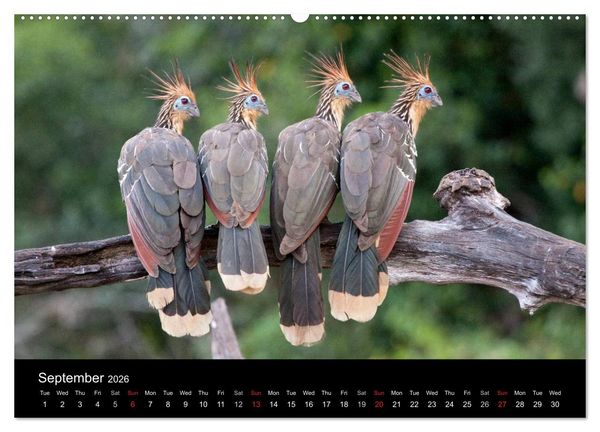 Produktbild: Peru - from the Andes to the Amazon / UK-Version (High Quality Premium Wall Calendar 2026 DIN A2 landscape),CALVENDO 12 Month Wall Calendar