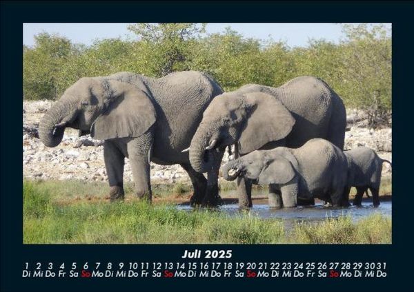 Produktbild: Der Elefantenkalender 2025 Fotokalender DIN A5