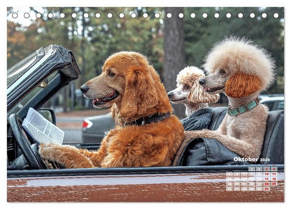Produktbild: S&uuml;&szlig;e Hunde cruisen - durch das Jahr mit dem Hundekalender (Tischkalender 2026 DIN A5 quer), CALVENDO Monatskalender